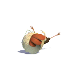 四眼天雞