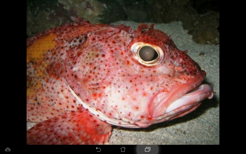 檔案:Screenshot 2014-09-15-17-31-25.jpg