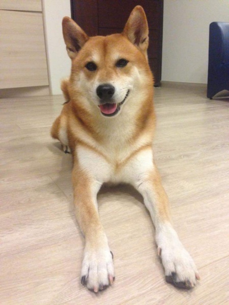 檔案:Received 10203651018304006.jpeg