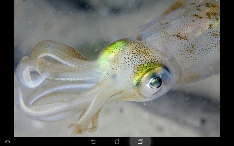 檔案:Screenshot 2014-09-15-17-29-52.jpg