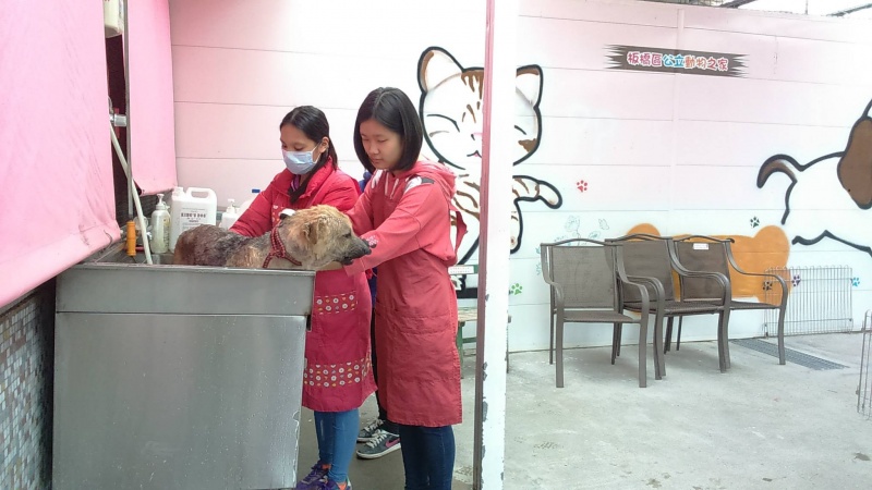 檔案:流浪動物之家洗狗.jpg