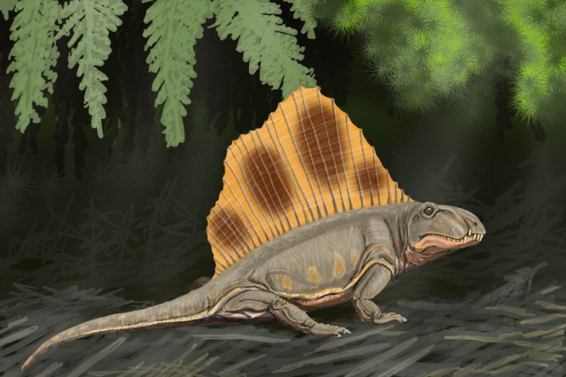 檔案:Dimetrodon loomisi DB.jpg