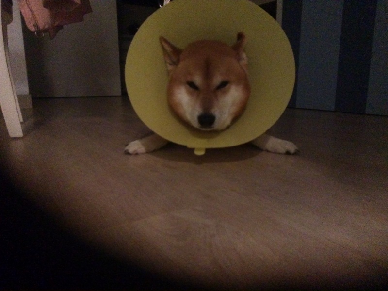 檔案:P 20150110 172737.jpg