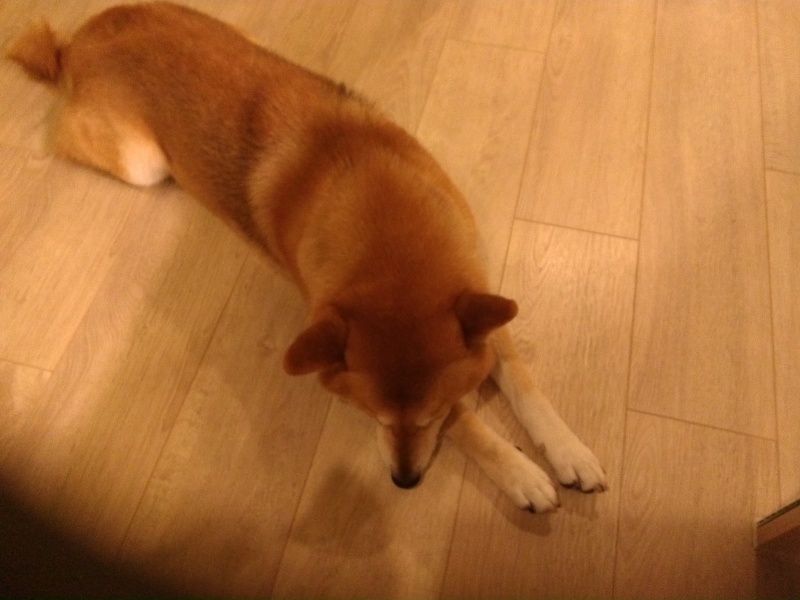 檔案:P 20150318 180006.jpg