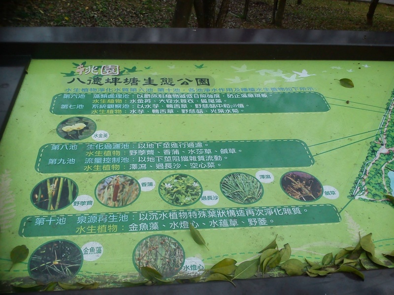 檔案:八德埤塘生態公園.jpg